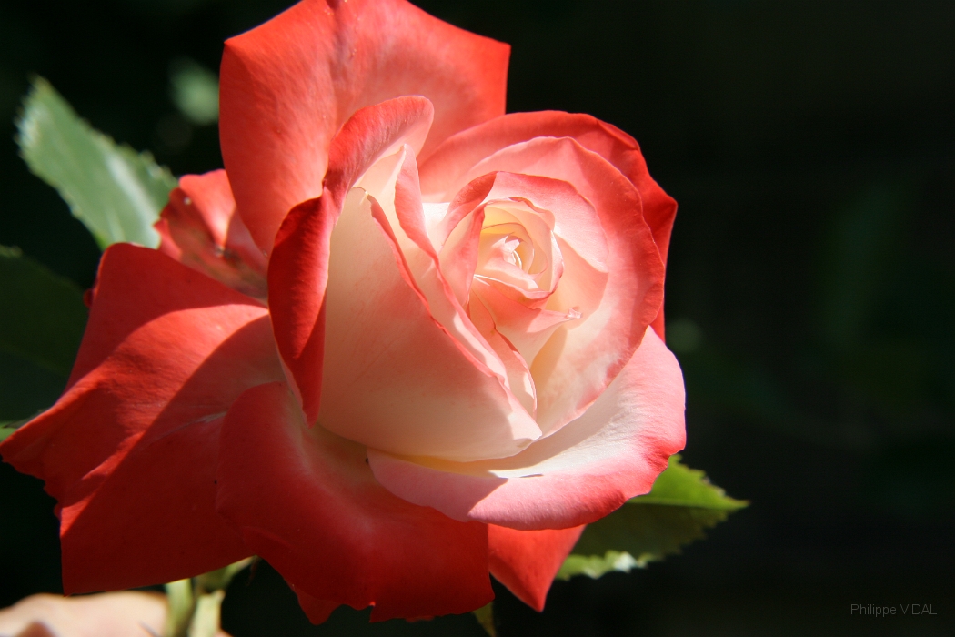 050612_133_IMG_3355.JPG - Rose Doble  Delight