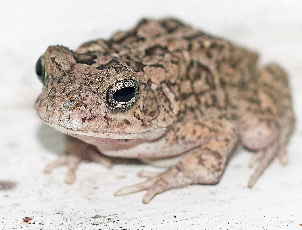IMG_1637-01-Crapaud.jpg