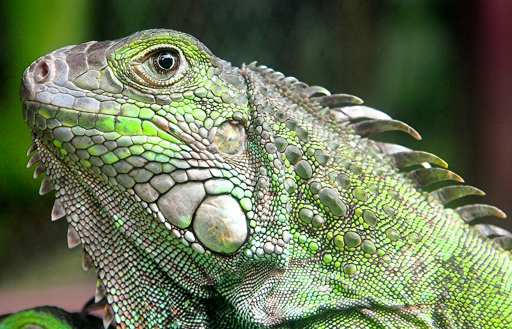 IMG_2167-01-Iguane-Vanille_rc.jpg