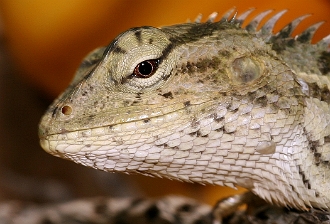 IMG_1981-01-Lezard