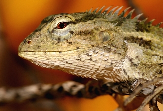 IMG_2003-01-Lezard