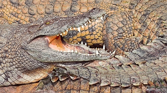 IMG_2215-01-Crocodile-Vanille_rc