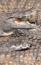 IMG_2216-01-Crocodile-Vanille