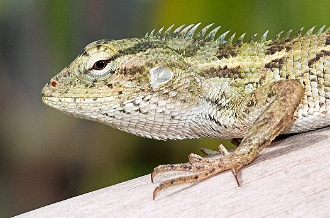 IMG_2283-01-Lezard_rc