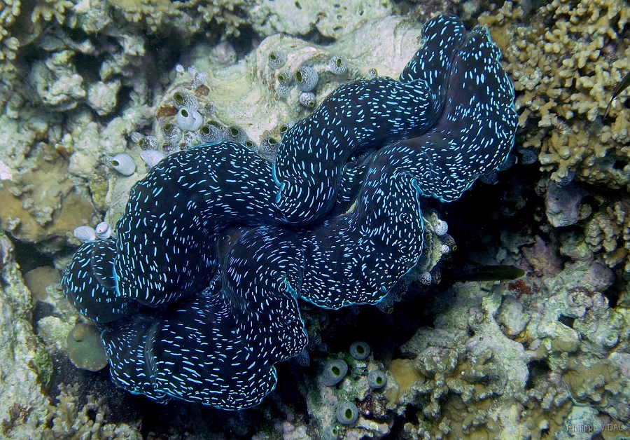 IMG_0203rc_Maldives_Madoogali_Benitier.jpg