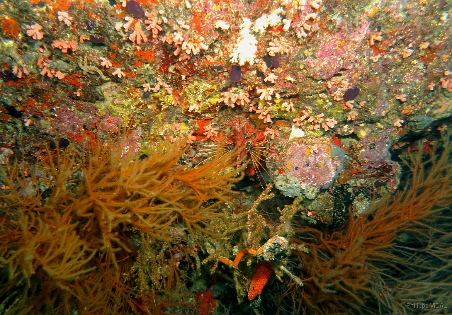 IMG_0249rc_Maldives_Madoogali_Divers.jpg