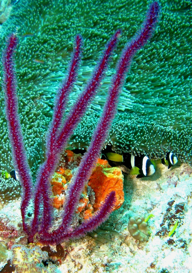 IMG_7610rc_Maldives_Madoogali_Gorgone.jpg