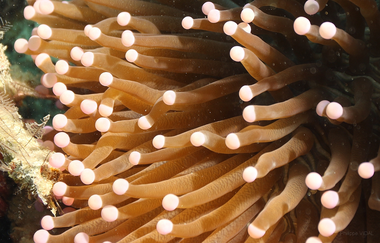 Sipadan_2015_AnemoneIMG_3229_rc.jpg