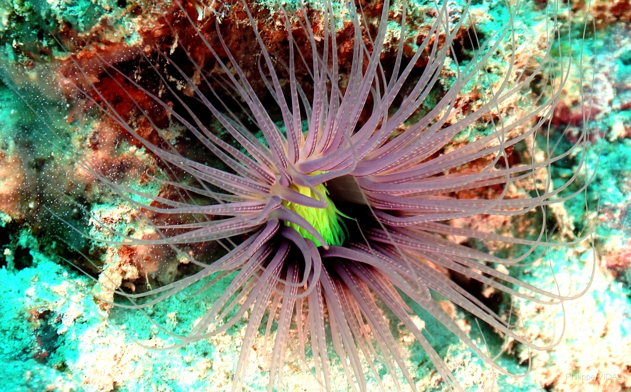 Sipadan_2015_Anemone_IMG_3067_rc.jpg