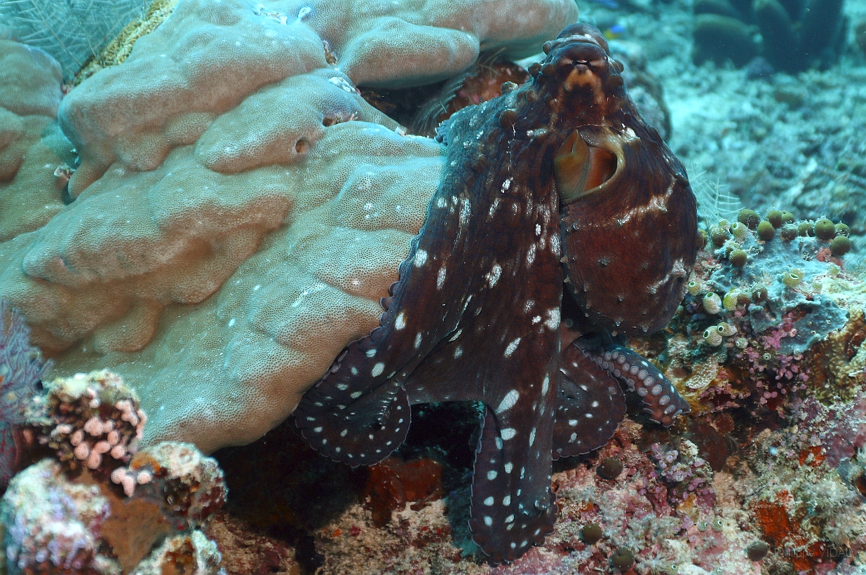 Sipadan_2015_Poulpe_IMG_2260_rc.jpg