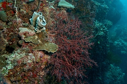 Sipadan_2015_Corail_IMG_2406_rc