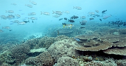 Sipadan_2015_Divers_IMG_2330_rc