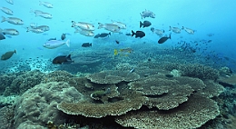 Sipadan_2015_Divers_IMG_2331_rc