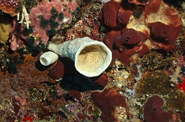 Sipadan_2015_Eponge_IMG_2387_rc