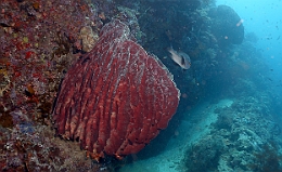 Sipadan_2015_Eponge_IMG_2407_rc