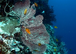 Sipadan_2015_Gorgone_IMG_2397_rc