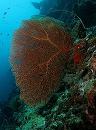 Sipadan_2015_Gorgone_IMG_2939_rc