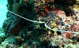 Sipadan_2015_Langouste_IMG_2806_rc