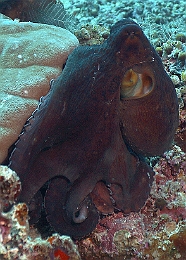 Sipadan_2015_Poulpe_IMG_2259_rc