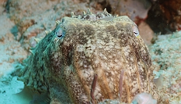 Sipadan_2015_Seiche_IMG_3127_rc