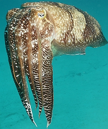 Sipadan_2015_Seiche_IMG_3184_rc