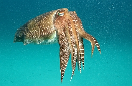 Sipadan_2015_Seiche_IMG_3186_rc