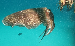 Sipadan_2015_Seiche_IMG_3188_rc