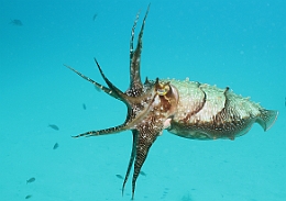 Sipadan_2015_Seiche_IMG_3192_rc