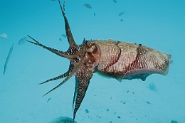 Sipadan_2015_Seiche_IMG_3193_rc