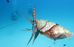 Sipadan_2015_Seiche_IMG_3196_rc