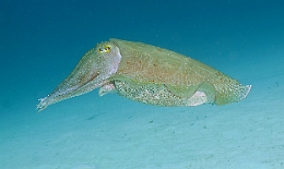 Sipadan_2015_Seiche_IMG_3197_rc