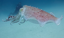 Sipadan_2015_Seiche_IMG_3201_rc